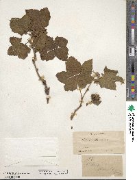 Rubus nutkanus image