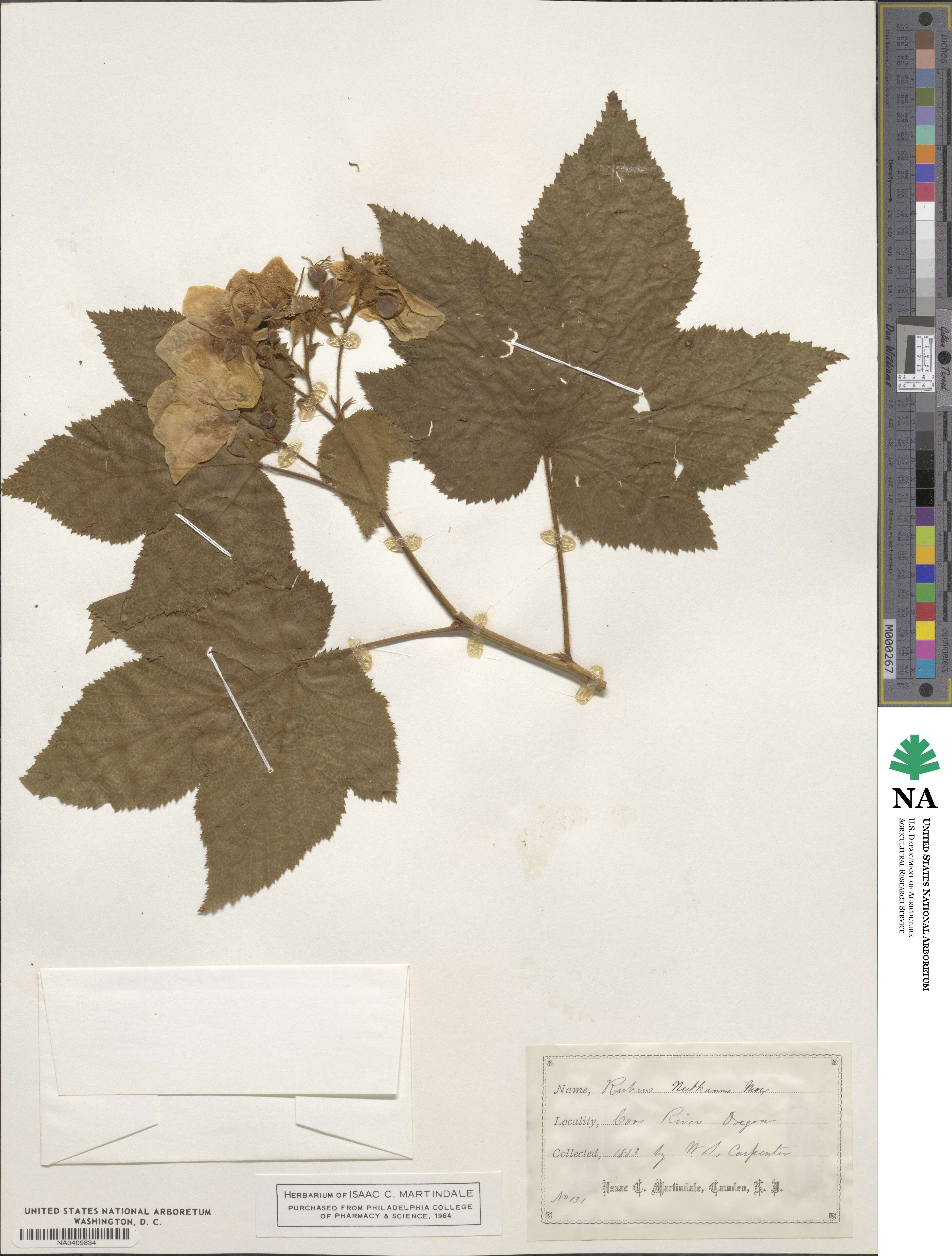 Rubus nutkanus image