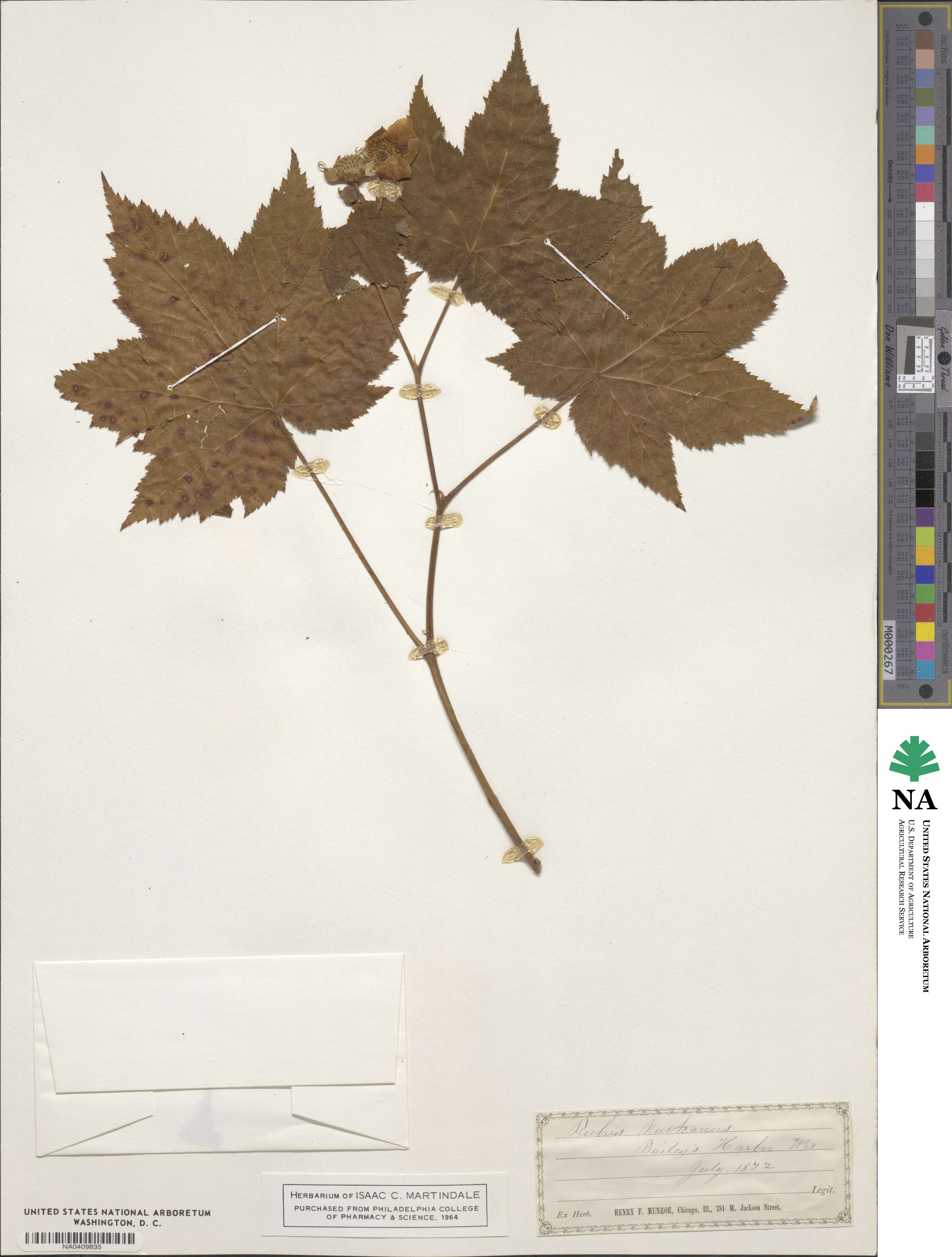 Rubus nutkanus image