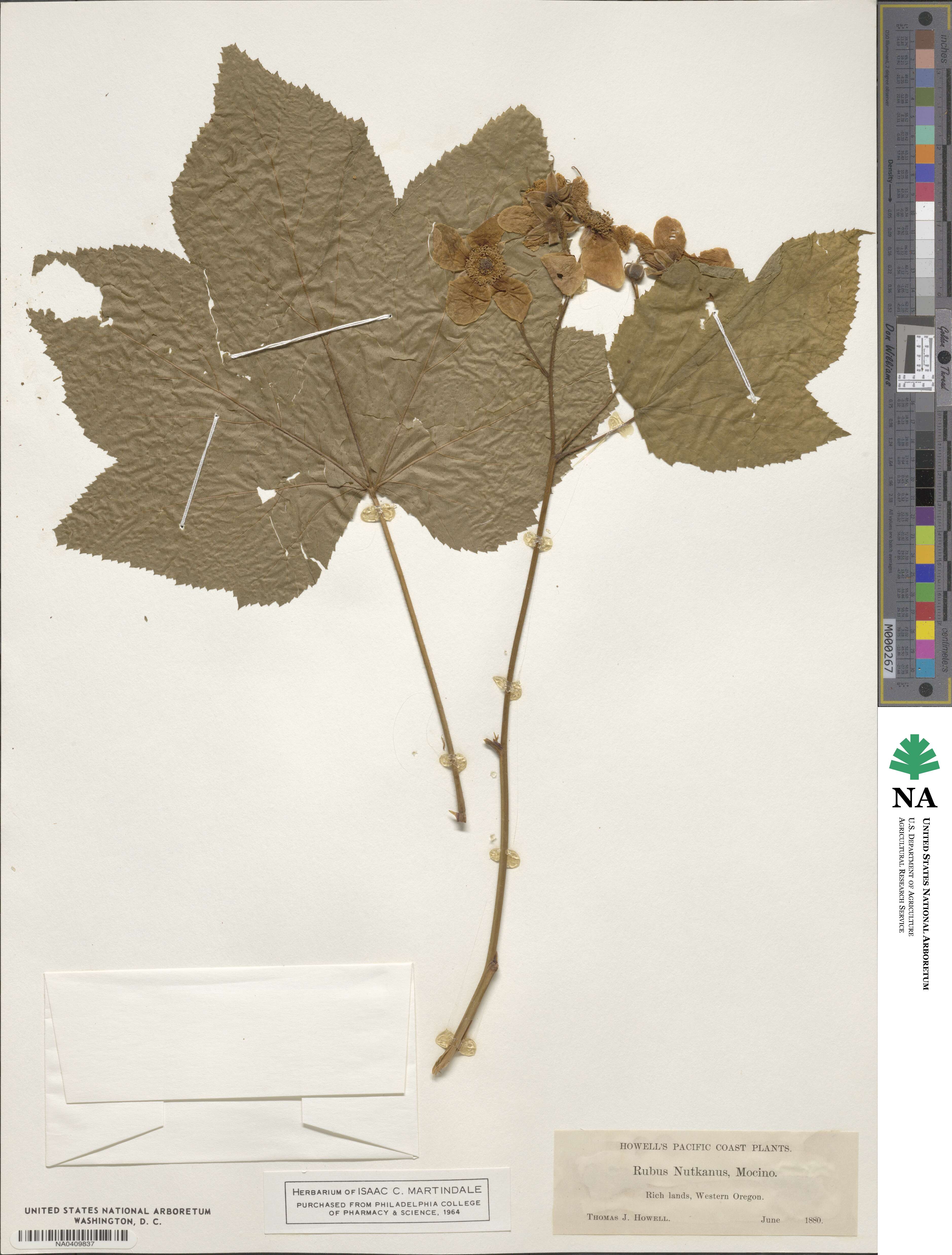 Rubus nutkanus image