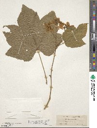 Rubus nutkanus image