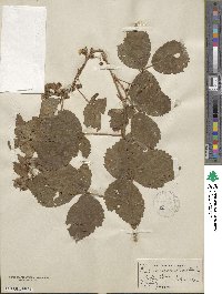 Rubus novanglicus image