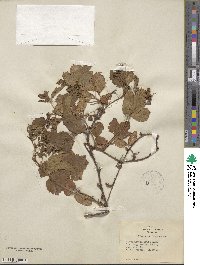 Rubus novanglicus image