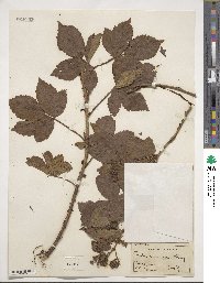 Rubus novanglicus image