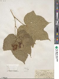 Rubus odoratus image