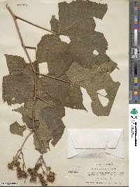 Rubus odoratus image