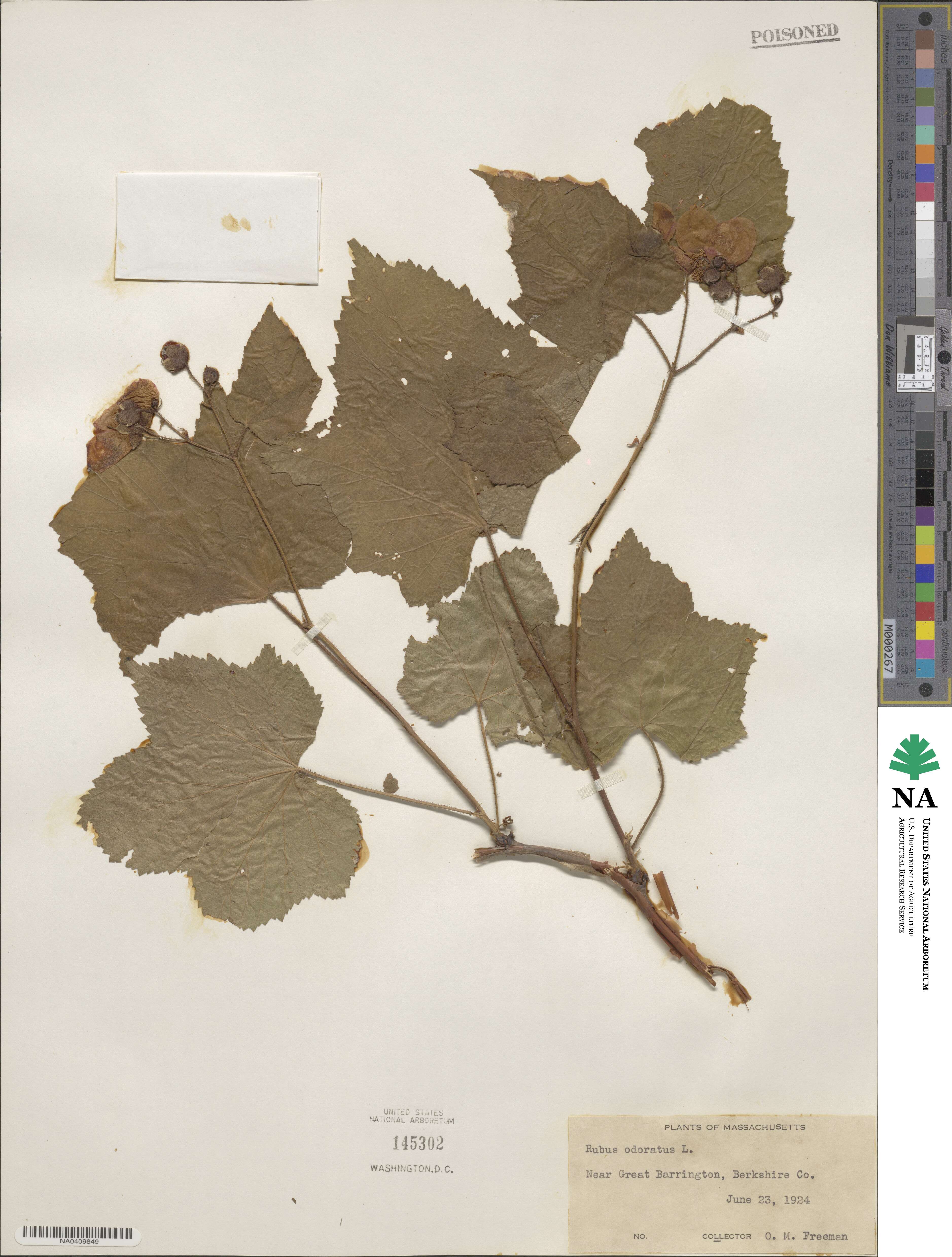 Rubus odoratus image