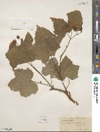 Rubus odoratus image