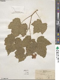 Rubus odoratus image