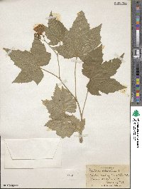 Rubus odoratus image