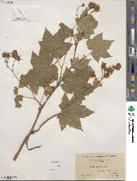 Rubus odoratus image