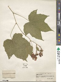 Rubus odoratus image