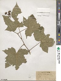 Rubus odoratus image