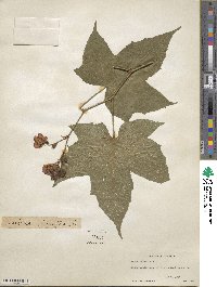 Rubus odoratus image