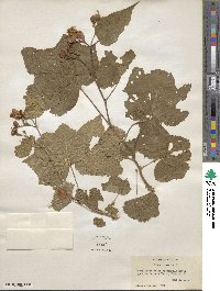 Rubus odoratus image