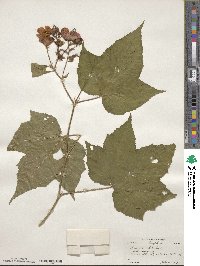 Rubus odoratus image