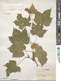 Rubus odoratus image