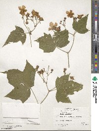 Rubus odoratus image