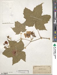 Rubus odoratus image