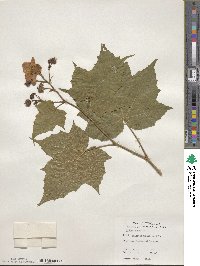 Rubus odoratus image