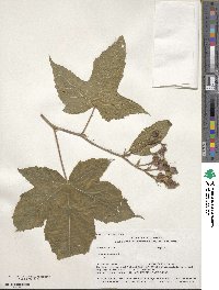 Rubus odoratus image