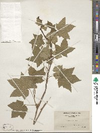 Rubus odoratus image