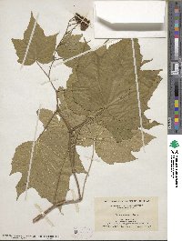 Rubus odoratus image