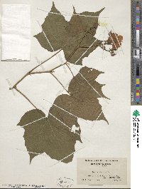 Rubus odoratus image