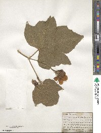 Rubus odoratus image