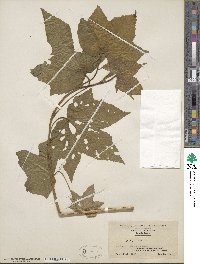 Rubus odoratus image