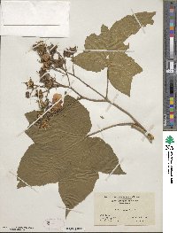 Rubus odoratus image