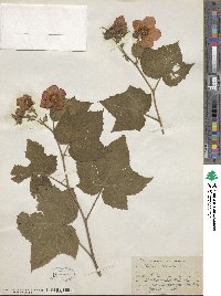 Rubus odoratus image