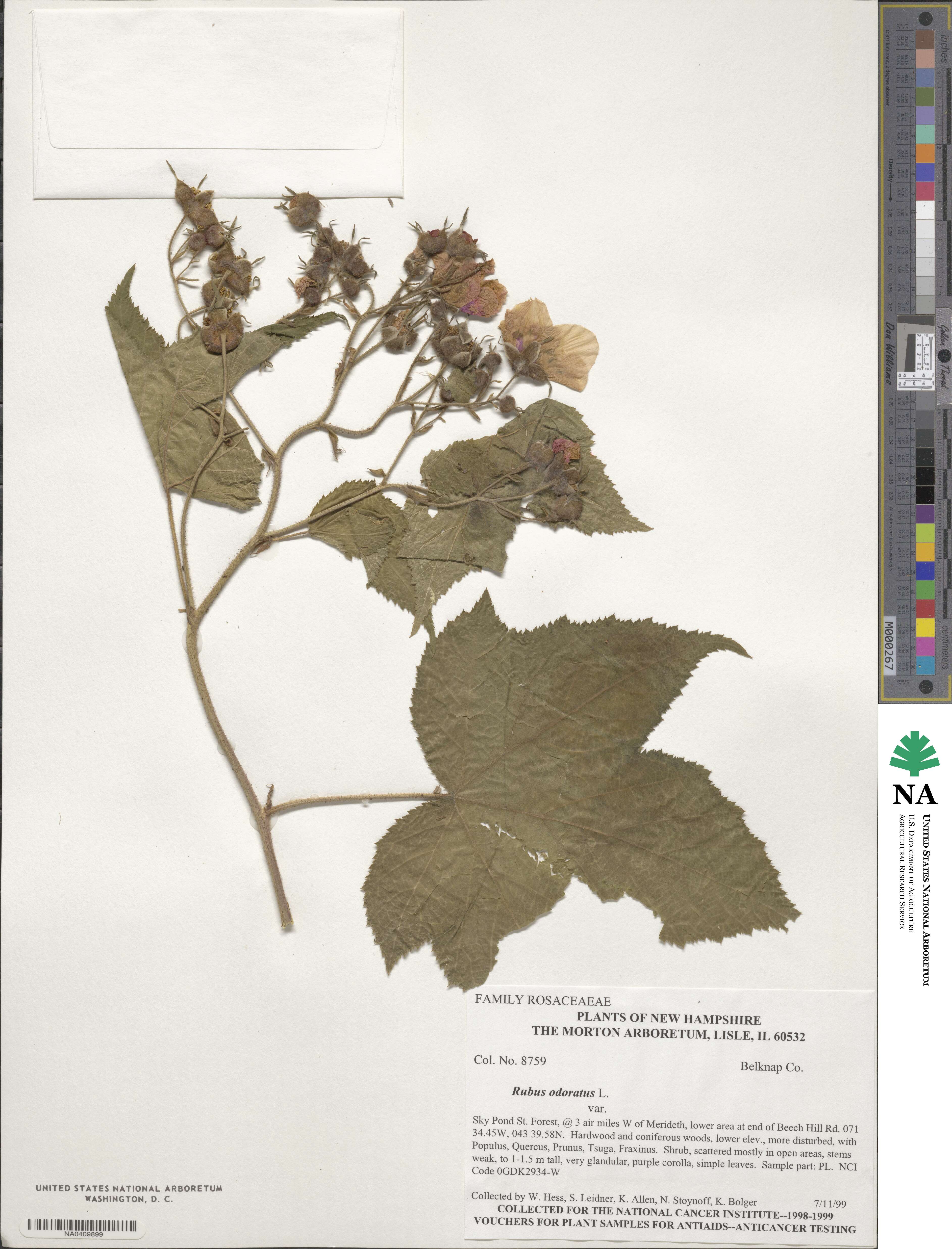 Rubus odoratus image