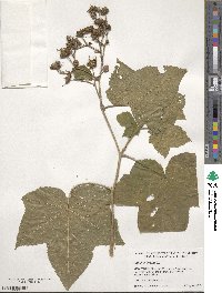 Rubus odoratus image