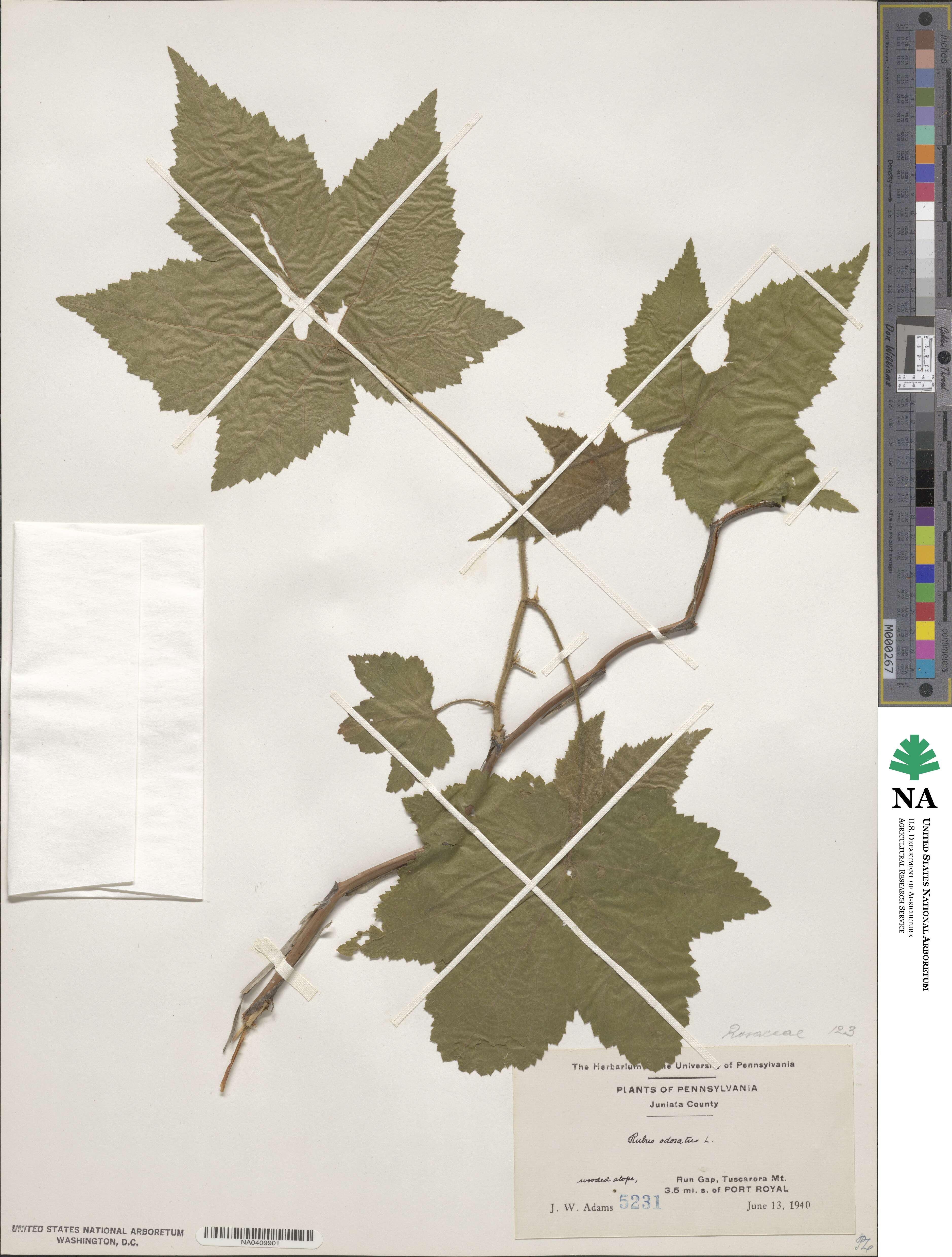 Rubus odoratus image