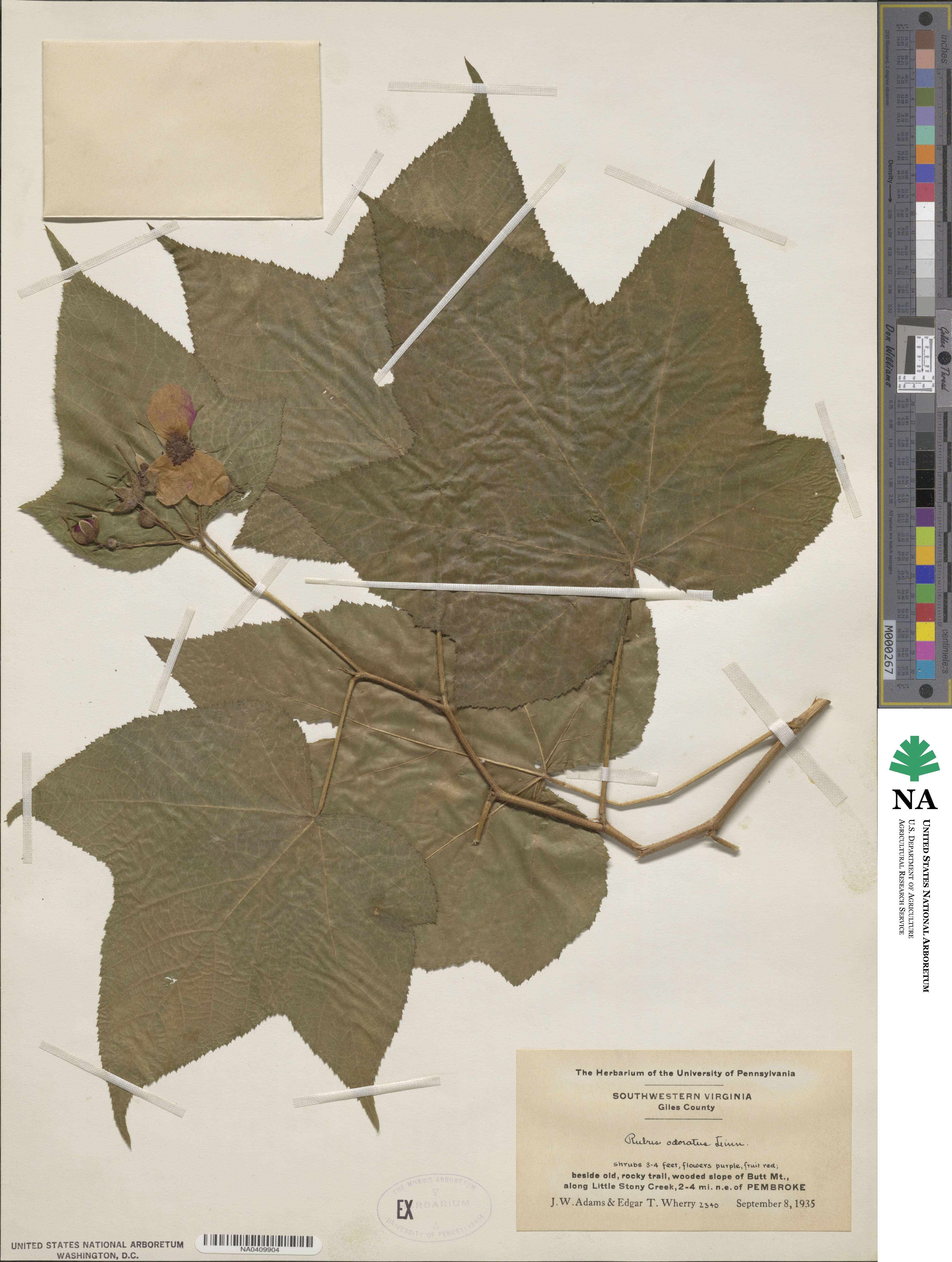 Rubus odoratus image