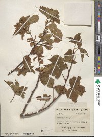 Rubus spectatus image