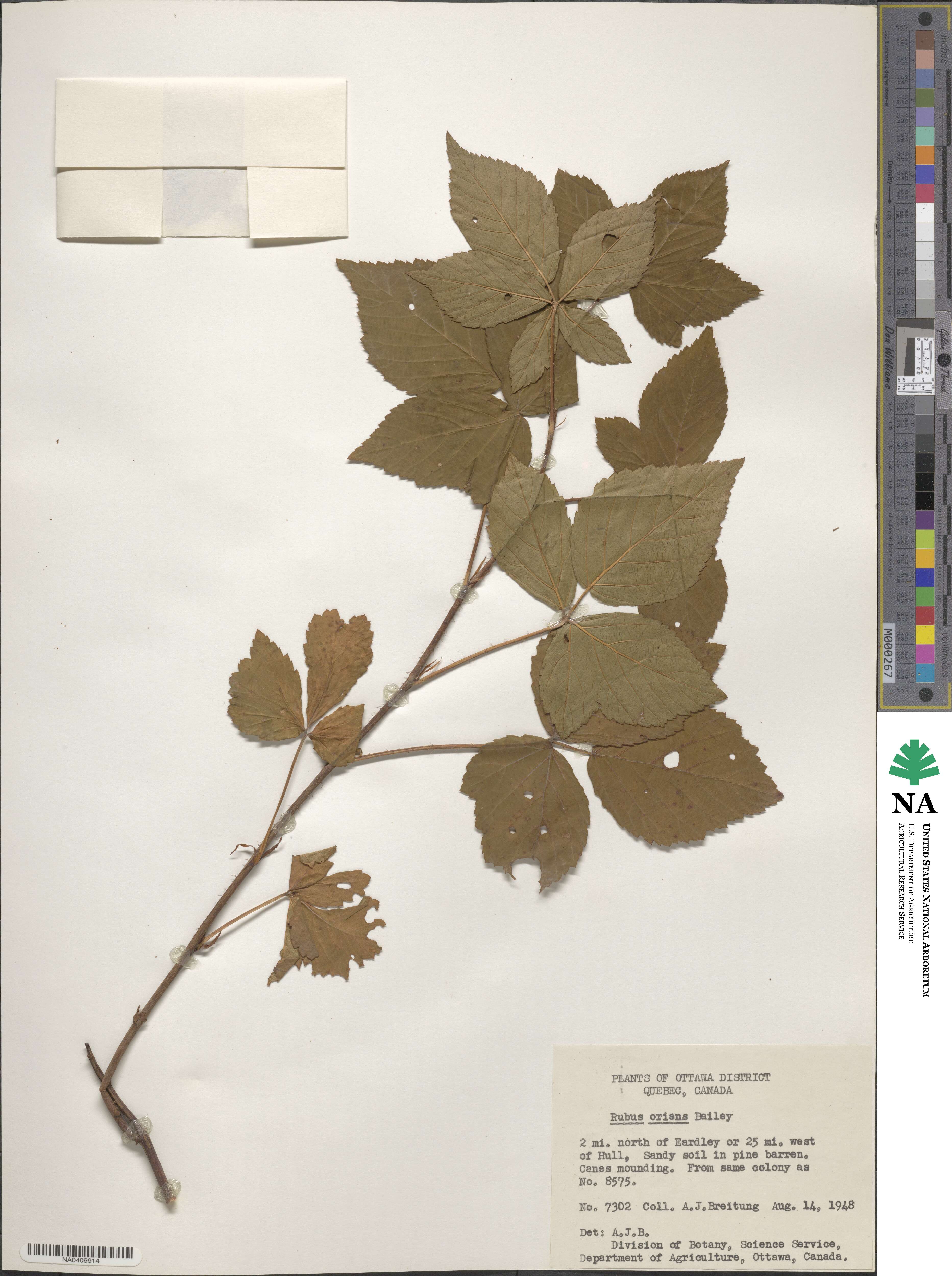 Rubus spectatus image