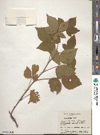 Rubus spectatus image