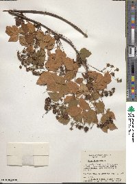 Rubus spectatus image