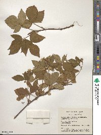 Rubus spectatus image