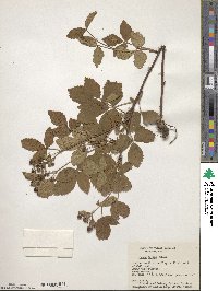 Rubus spectatus image