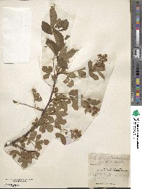Rubus × ostryifolius image