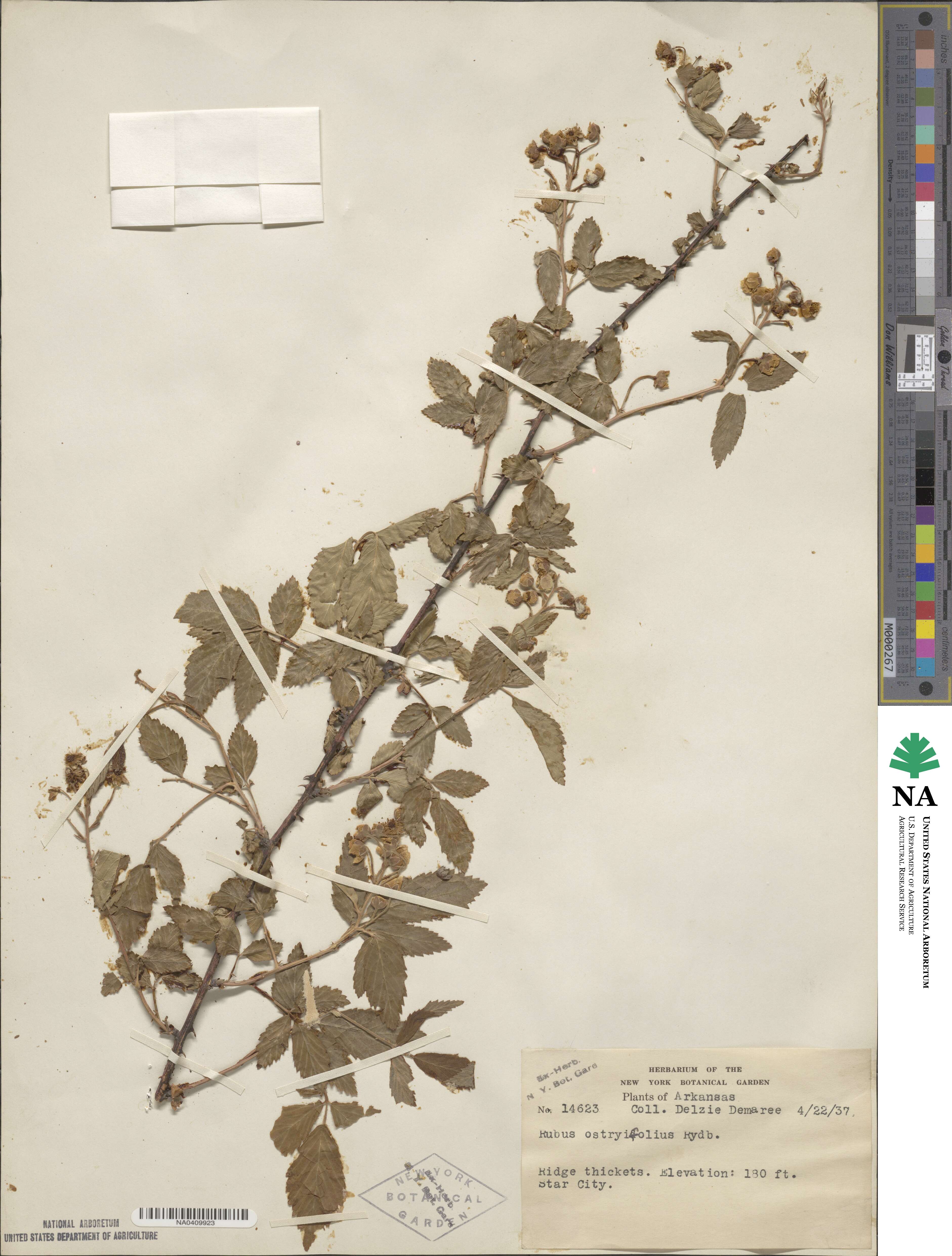 Rubus × ostryifolius image