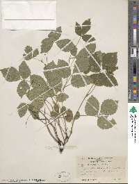 Rubus × paracaulis image
