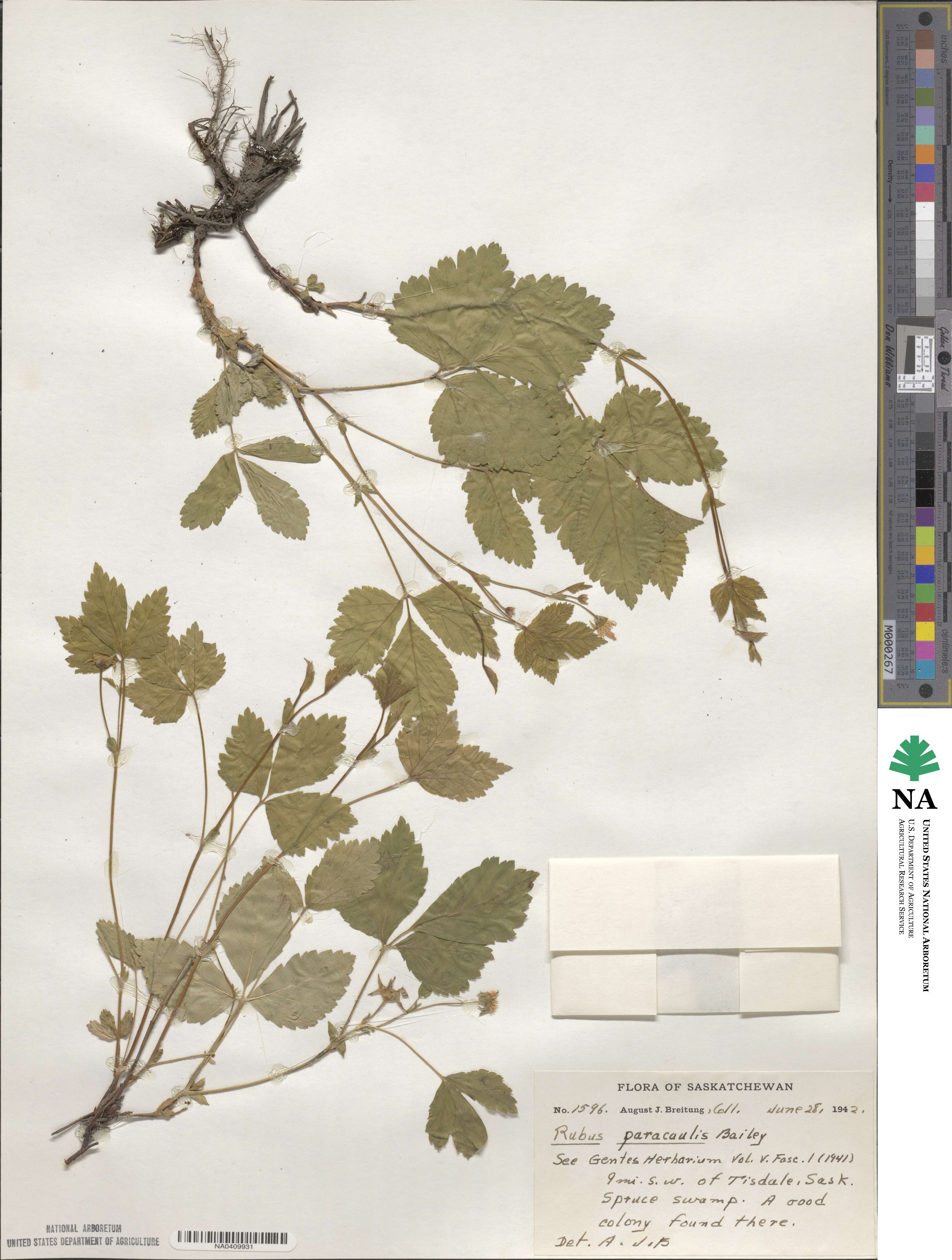 Rubus × paracaulis image
