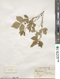Rubus × paracaulis image