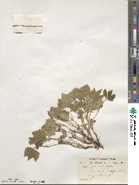 Rubus × paracaulis image