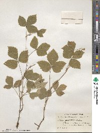 Rubus × paracaulis image