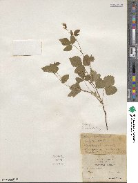Rubus × paracaulis image